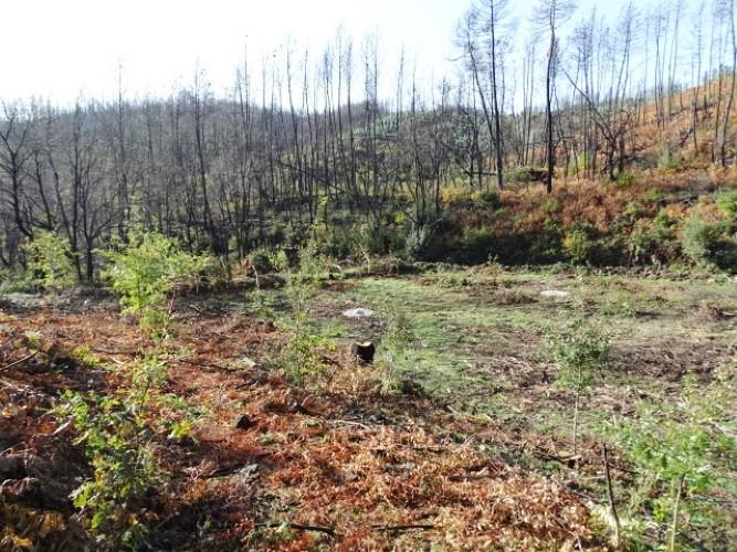 Image No.5-Land for sale