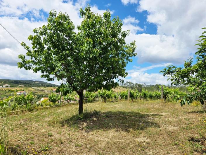 Image No.21-Vineyard for sale