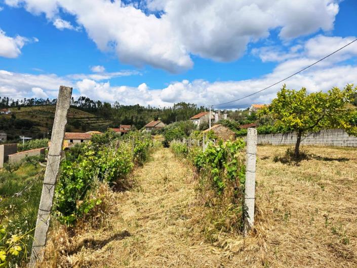 Image No.22-Vineyard for sale