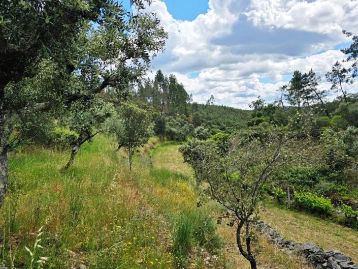 Image No.28-Vineyard for sale