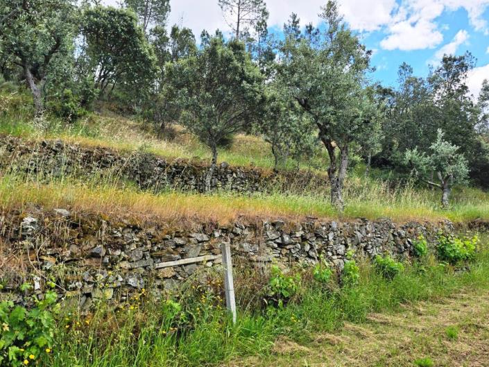 Image No.31-Vineyard for sale