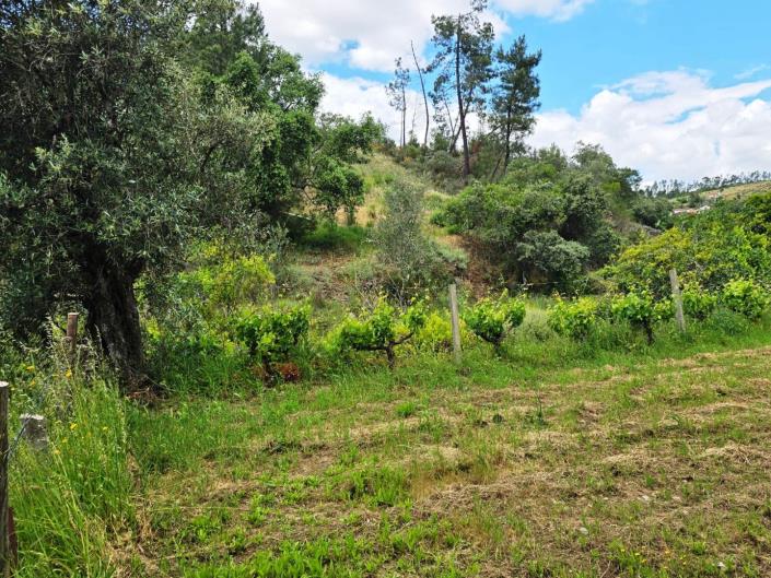 Image No.32-Vineyard for sale