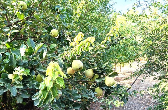 Image No.43-6 Bed Cortijo for sale