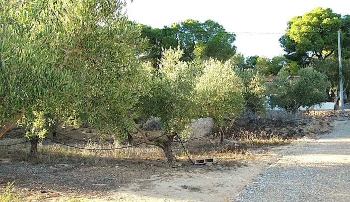 Image No.17-1 Bed Finca for sale
