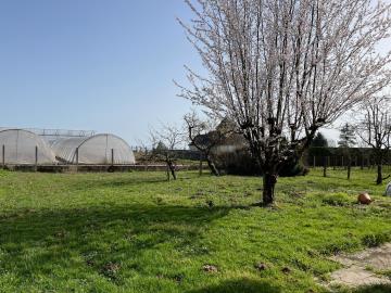 6532_immo_berthou_coussac_bonneval_maison_en_pierres_jardin--9-