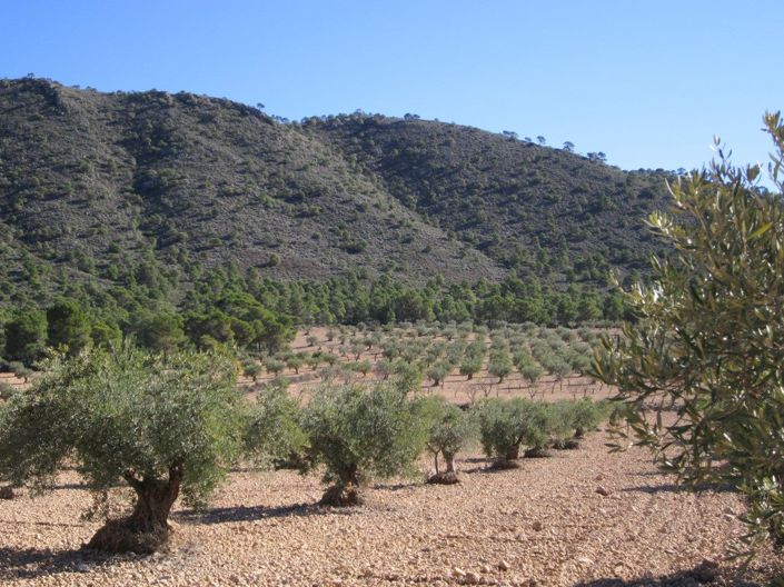 Image No.2-Land for sale