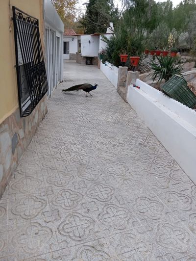 Image No.14-5 Bed Villa for sale