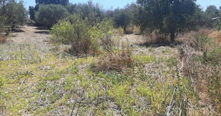 Image No.2-Land for sale