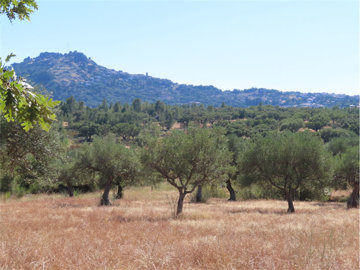 1 - Castelo Branco, Property