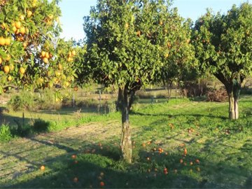 1 - Castelo Branco, Property