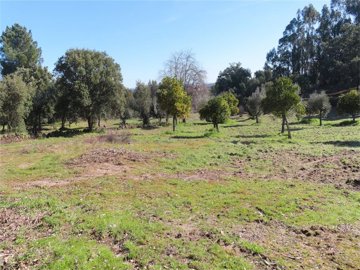 1 - Castelo Branco, Property