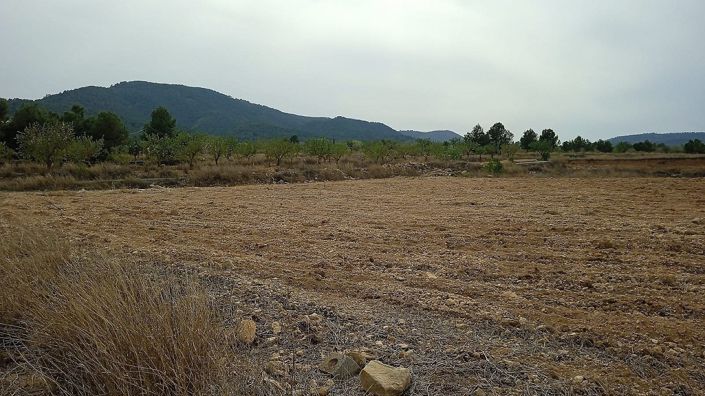 Image No.2-Terre à vendre à Monóvar