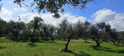 IMG20240316113438