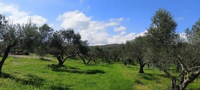 IMG20240316113434