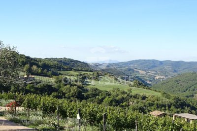 Photo_4