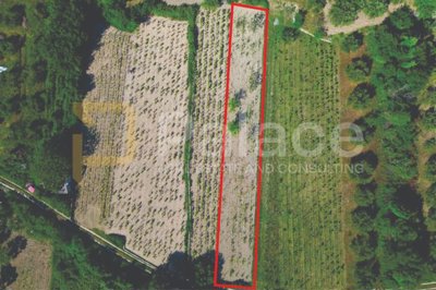 prodaja-vinograda-700m2-donje-polje_3