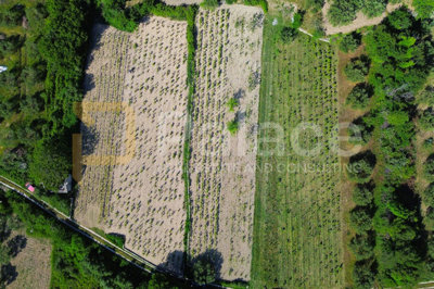 prodaja-vinograda-700m2-donje-polje_4
