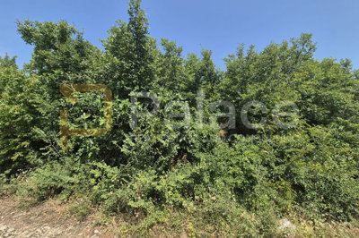poljoprivredno-neobradjeno-zemljiste-2607-m2_3