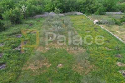 uredjeni-maslinik-s-30-rodnih-maslina-bilice-883-m2_1
