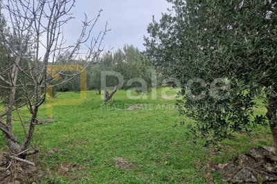 uredjeni-maslinik-dubrava-kod-sibenika-3992-m2_2
